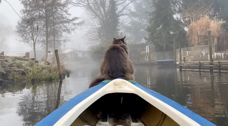 朝のカヤックを楽しむ猫