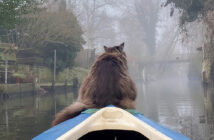 朝のカヤックを楽しむ猫