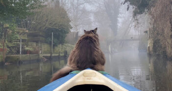 霧の中、朝のカヤックを楽しむ猫さん。幻想的な景色を眺めながら、静かな時間を過ごす姿に癒される (*´ｪ｀*)♡