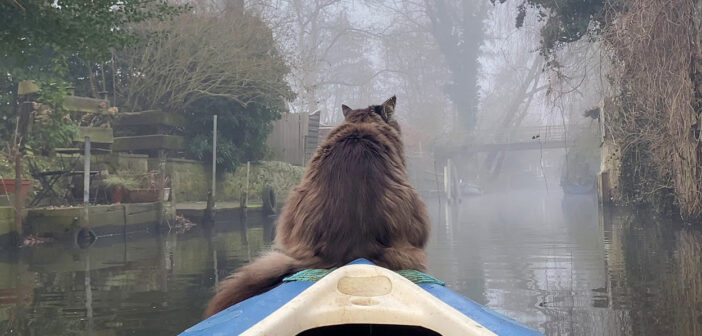 霧の中、朝のカヤックを楽しむ猫さん。幻想的な景色を眺めながら、静かな時間を過ごす姿に癒される (*´ェ`*)♡