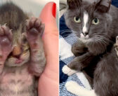 騎馬隊の前に現れて、そこで子猫を産むことに決めた野良猫。人間の優しさで、出産の数日後に親子の運命が永遠に変わる！