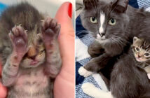 保護された猫の親子