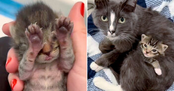 保護された猫の親子