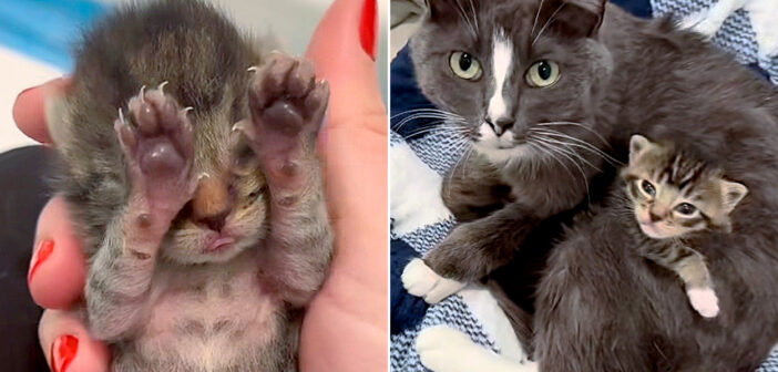 保護された猫の親子