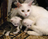 ある日、見知らぬ猫が子猫を咥えて家の中に引っ越して来た! 3匹の子猫達を運び込むと我が家のように子育てを始める