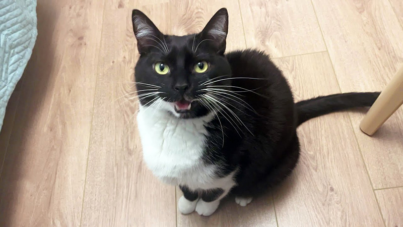 ナデナデをせがむ猫