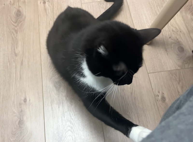 ナデナデをせがむ猫