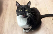 ナデナデをせがむ猫