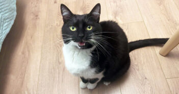 ナデナデをせがむ猫