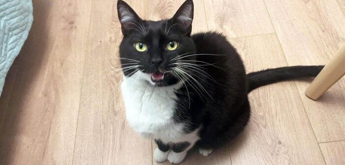 ナデナデをせがむ猫