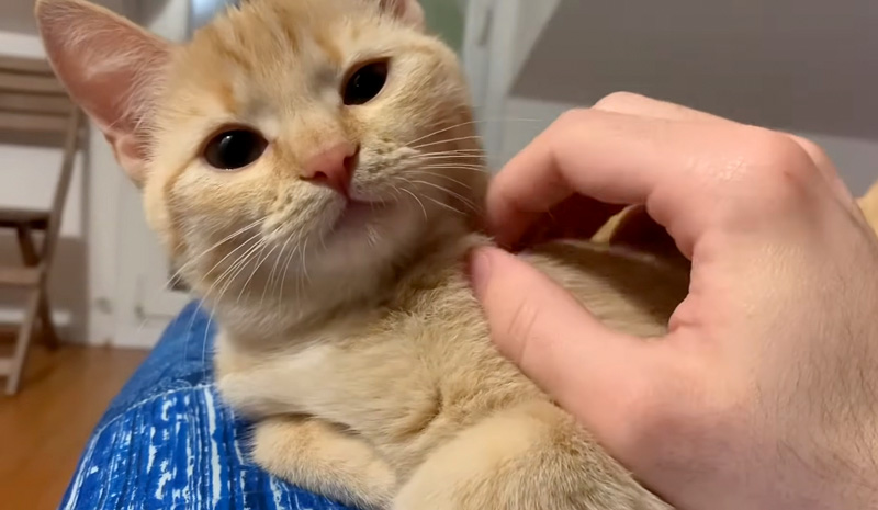 喉を鳴らす子猫