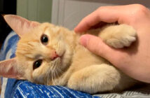 ナデナデにとろける子猫