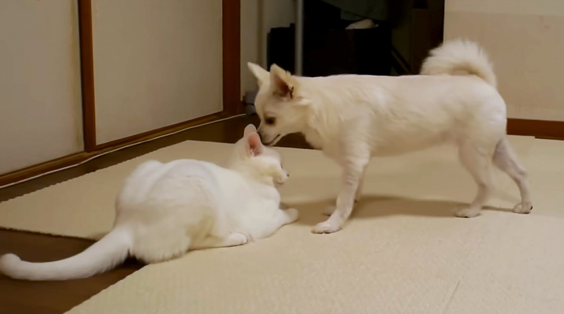 猫にかまって欲しい犬