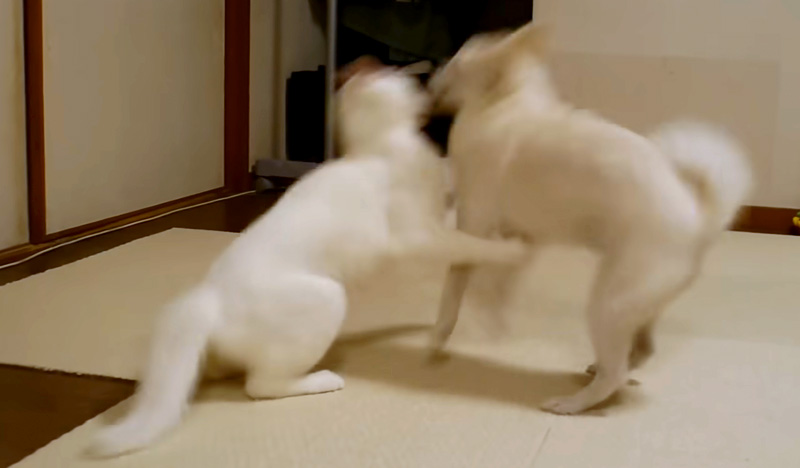 犬を投げ倒す猫