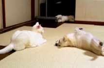 犬を投げ倒す猫