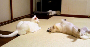 犬を投げ倒す猫