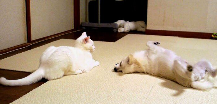 犬を投げ倒す猫