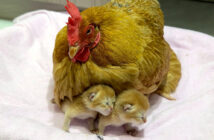 子猫達の世話をするニワトリ