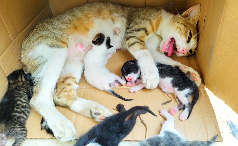 置き去りにされていた猫の親子