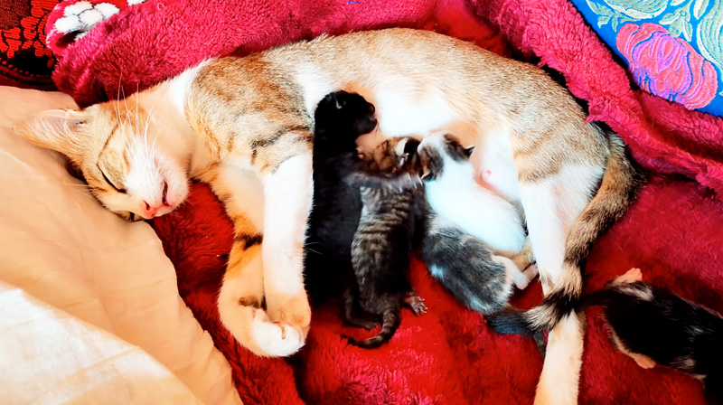 保護された猫の親子