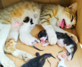 置き去りにされた母猫と生まれたばかりの5匹の子猫達を救出。安全な家の中で見せてくれた幸せそうな姿に心が温まる