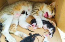 置き去りにされていた猫の親子