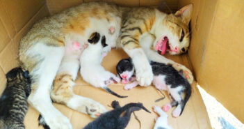 置き去りにされていた猫の親子