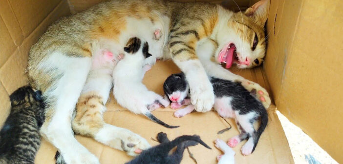 置き去りにされていた猫の親子