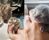 痩せ細った状態で保護された猫。優しい人達の力を借りて病気の体で出産し、唯一の我が子に全ての愛情を注ぎ続ける