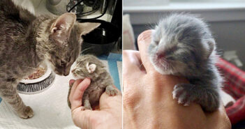 痩せ細った状態で保護された猫。優しい人達の力を借りて病気の体で出産し、唯一の我が子に全ての愛情を注ぎ続ける