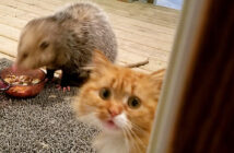 オポッサムと猫