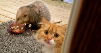 オポッサムと猫