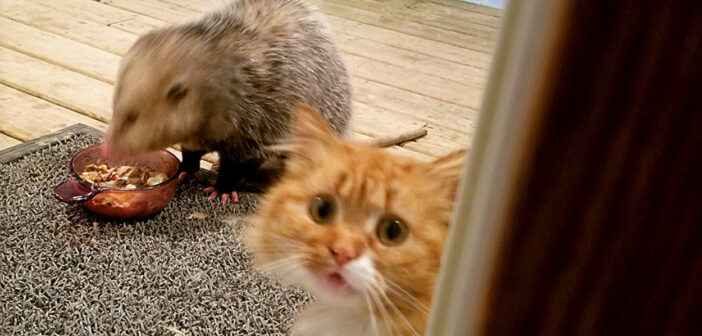 オポッサムと猫