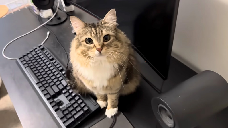 見つめてくる猫