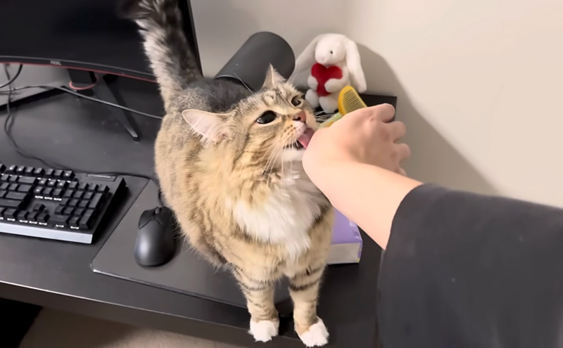 かまってアピールしてくる猫