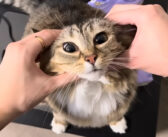 「パソコンで遊ばないで、私と遊んで！」甘えん坊な猫さんのかまってアピールが可愛すぎてキュンとする ( *´艸｀)♡