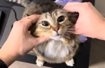 いっぱいかまって欲しい猫