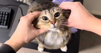 「パソコンで遊ばないで、私と遊んで！」甘えん坊な猫さんのかまってアピールが可愛すぎてキュンとする ( *´艸｀)♡