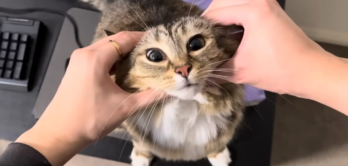 いっぱいかまって欲しい猫