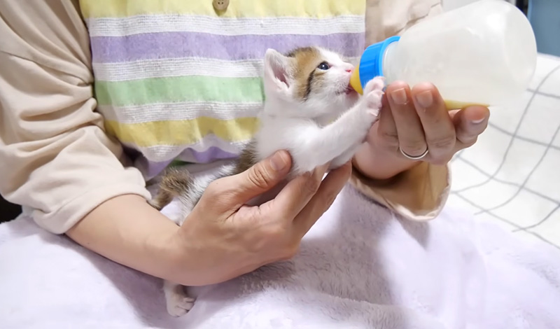 ミルクを飲む子猫