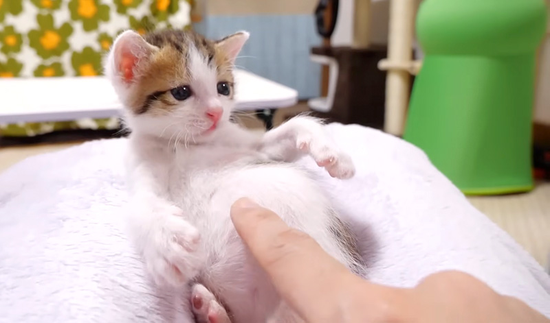ぽんぽこお腹の子猫