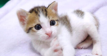 目をキラキラさせながら遊ぶ子猫