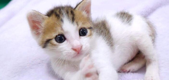 目をキラキラさせながら遊ぶ子猫