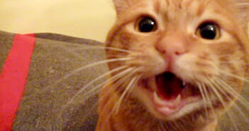 飼い主さんと再会した猫