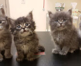 凍えるような寒さの中、身を寄せ合っていた8匹の子猫達。温かい家で元気を取り戻すと、幸せいっぱいの毎日を歩み始める