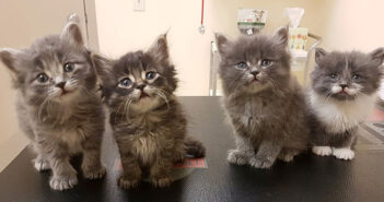 保護された子猫達