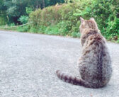 ひたすら柴犬の帰りを待っていた猫さん。柴犬が帰宅すると嬉しくて、大はしゃぎする姿が可愛すぎる♪