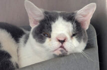 障がいを抱えた猫