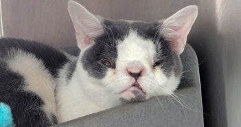 障がいを抱えた猫