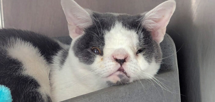 障がいを抱えた猫